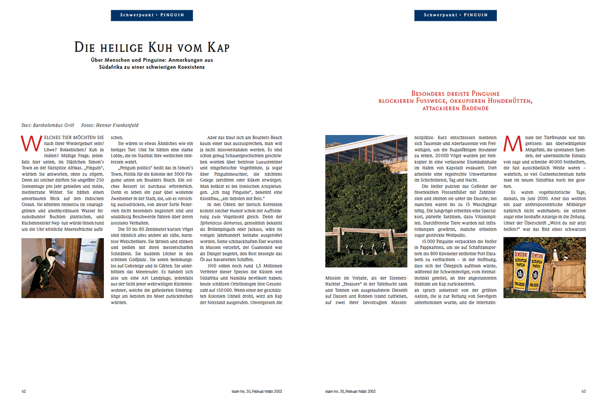 Die heilige Kuh vom Kap