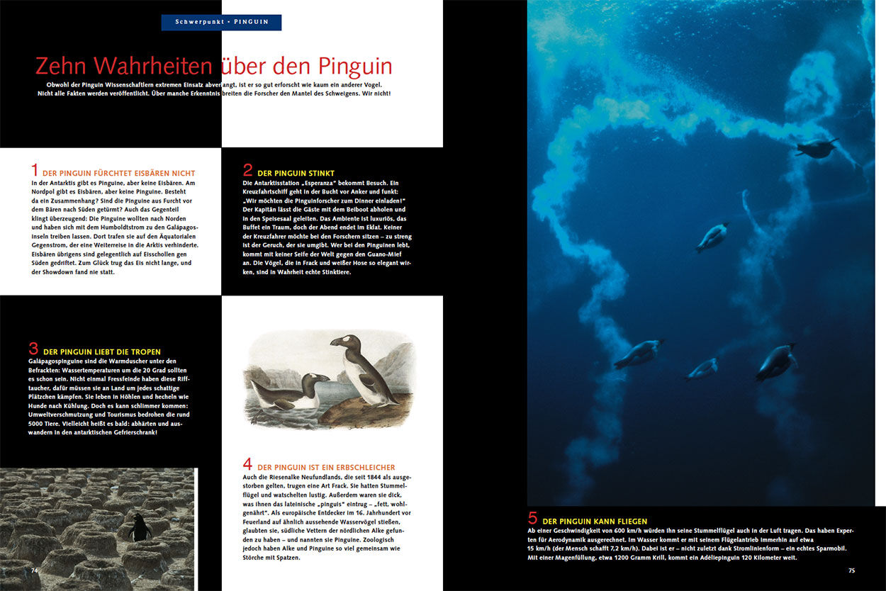 Zehn Wahrheiten über den Pinguin