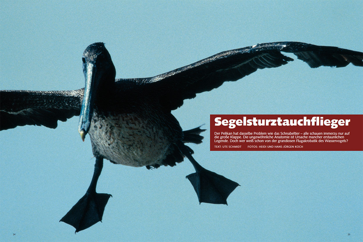 Segelsturztauchflieger