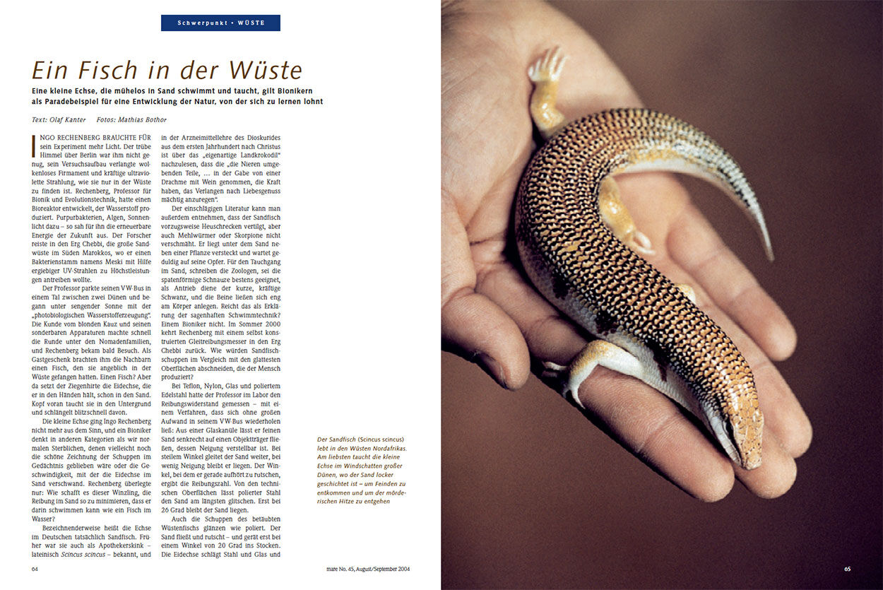 Ein Fisch in der Wüste