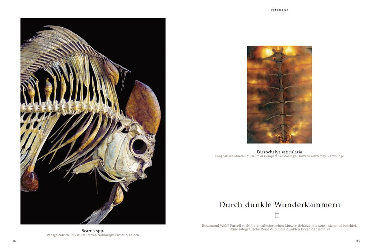 Durch dunkle Wunderkammern