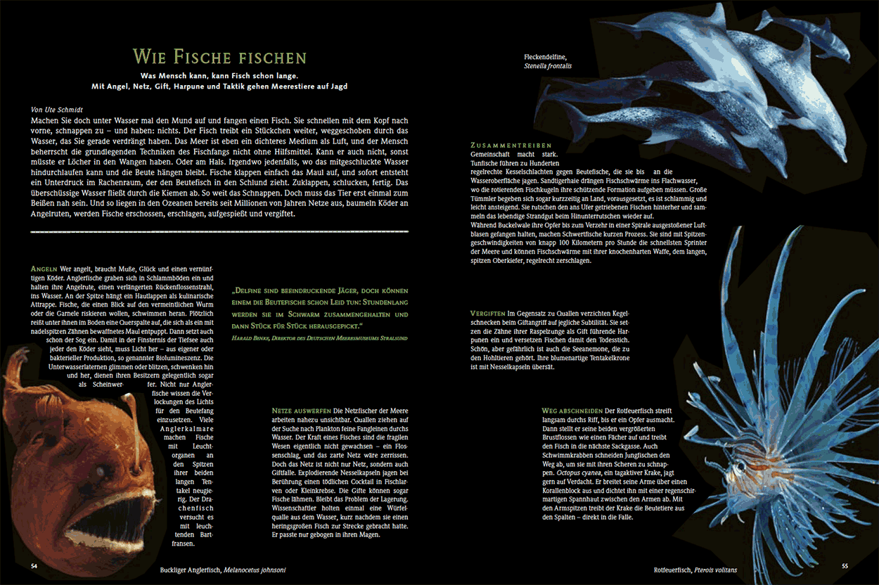 Wie Fische fischen