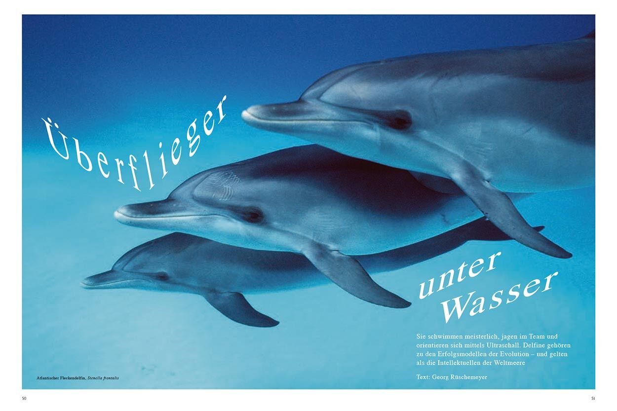 Überflieger unter Wasser