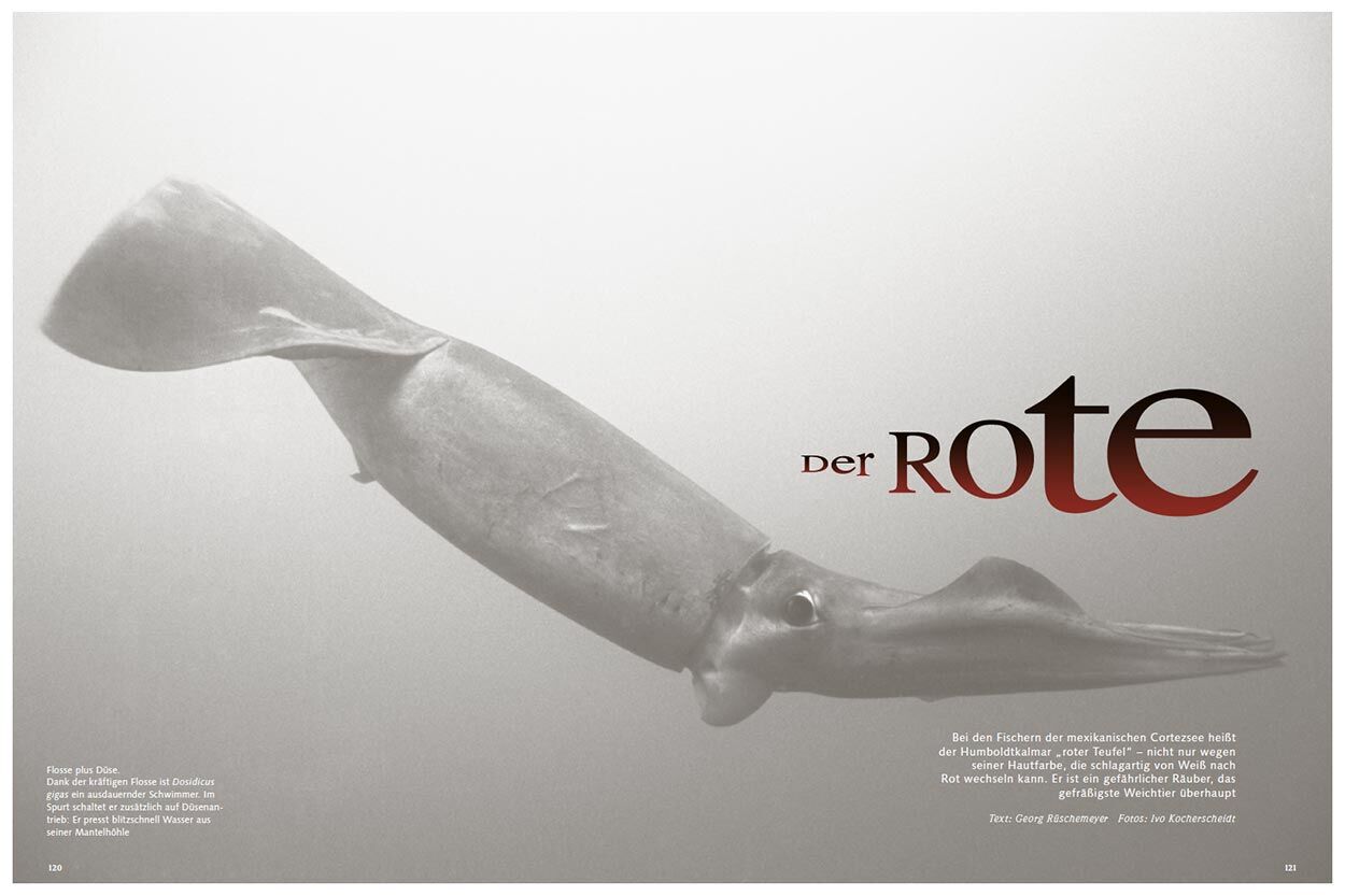 Humboldtkalmar: Der Rote