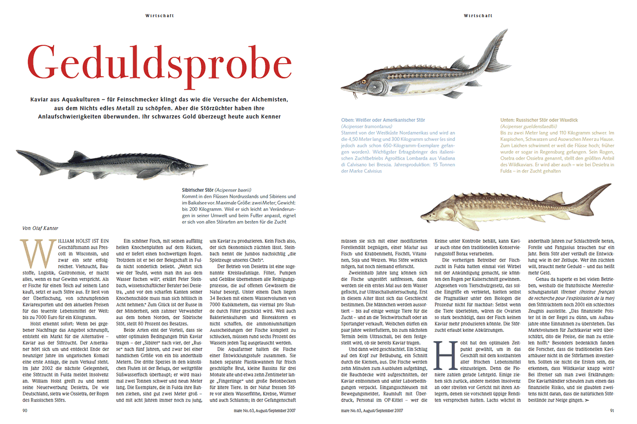 Kaviar IV: Geduldsprobe