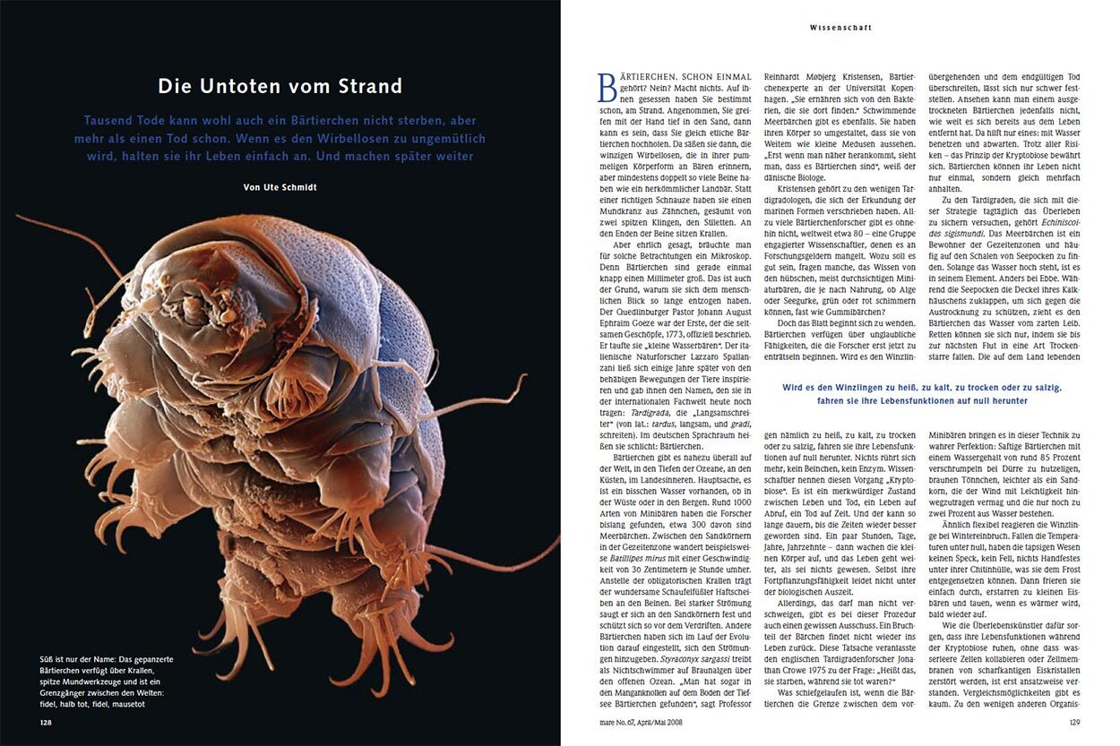 Die Untoten vom Strand