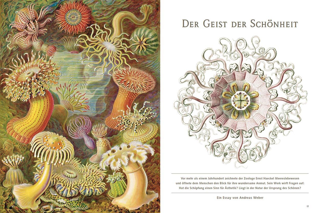 Der Geist der Schönheit