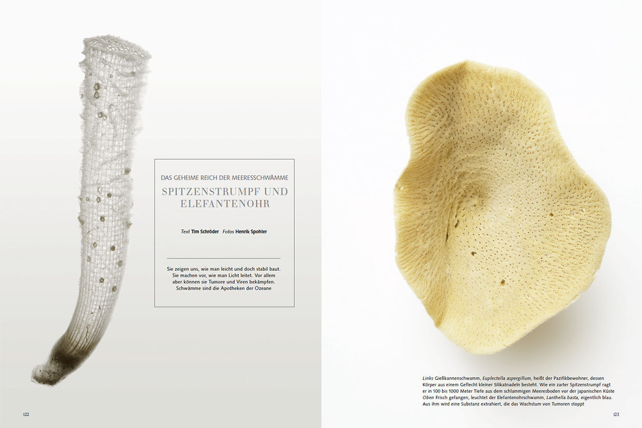 Spitzenstrumpf und Elefantenohr