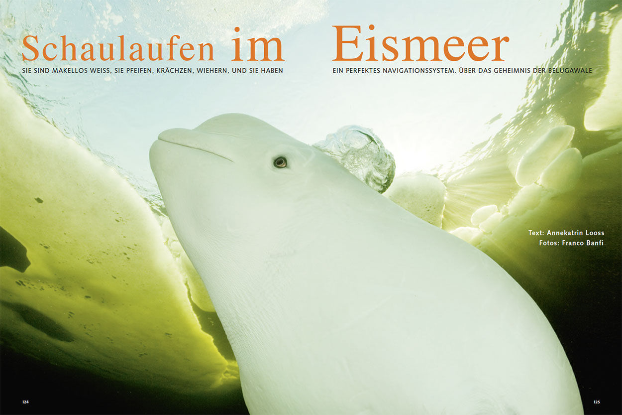 Schaulaufen im Eismeer