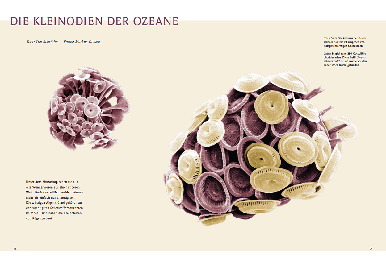 Die Kleinodien der Ozeane 