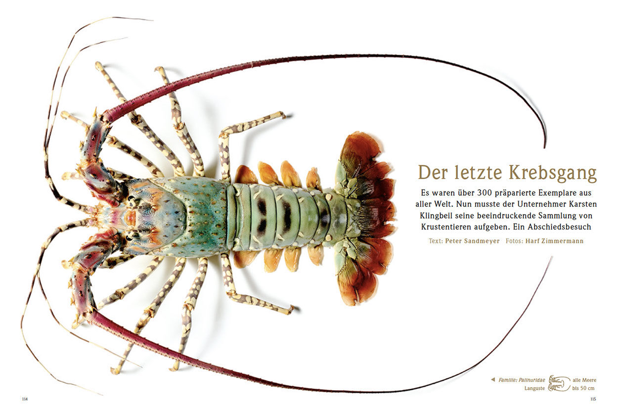 Der letzte Krebsgang