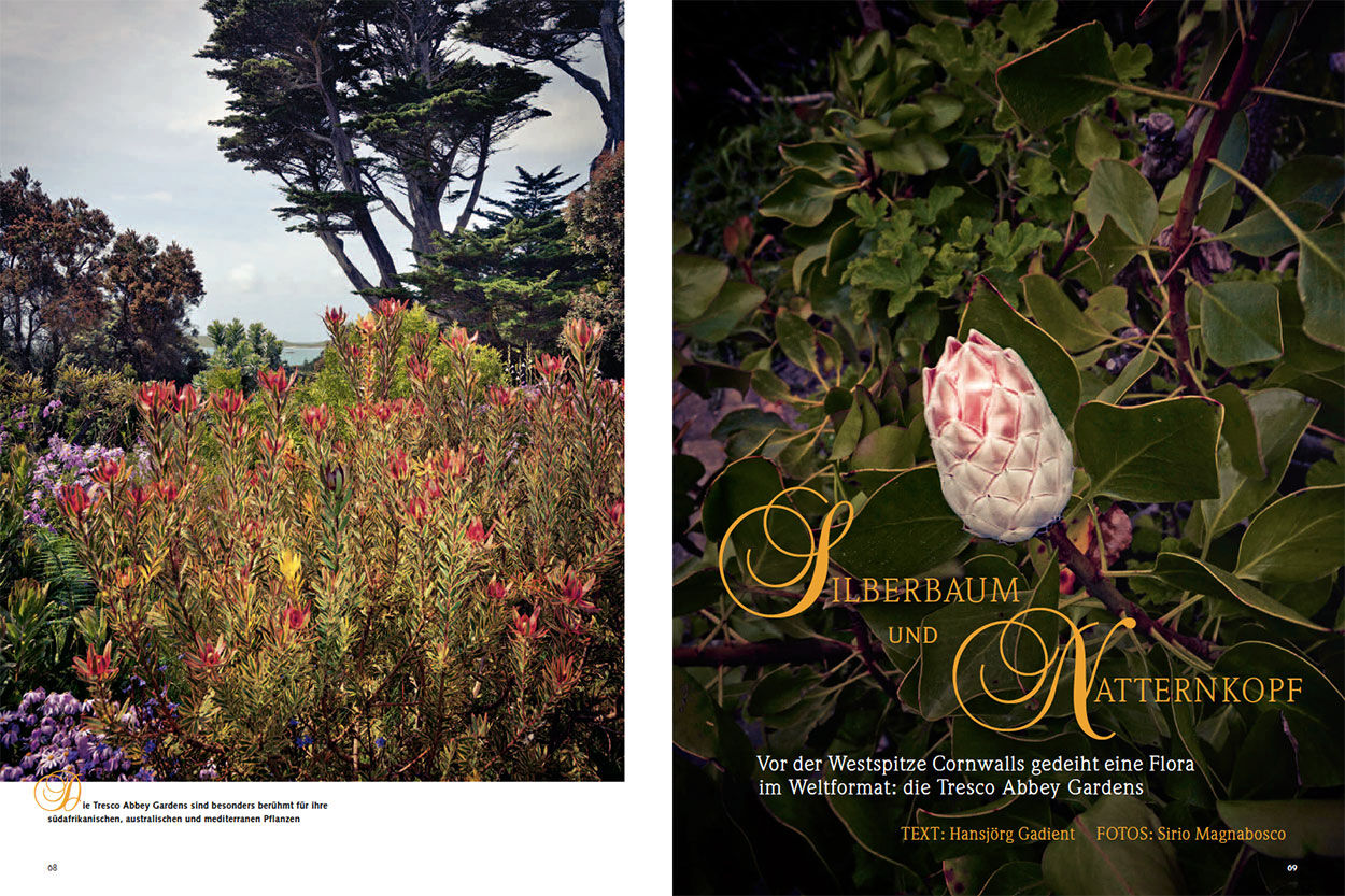 Silberbaum und Natternkopf