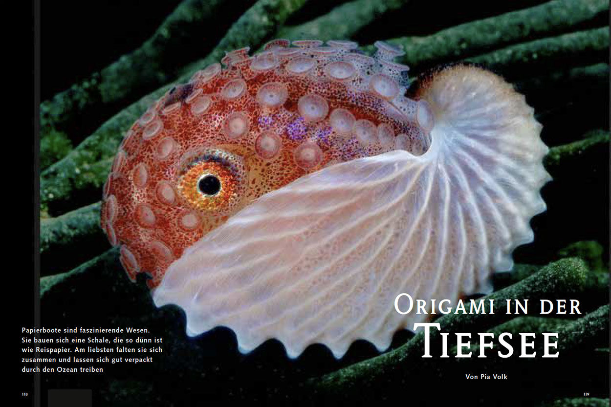 Origami in der Tiefsee