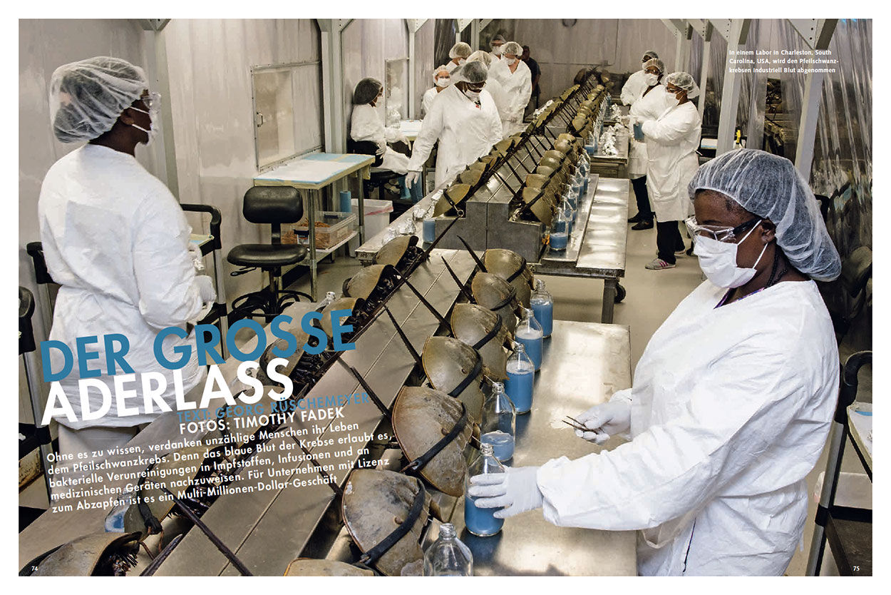 Der grosse Aderlass