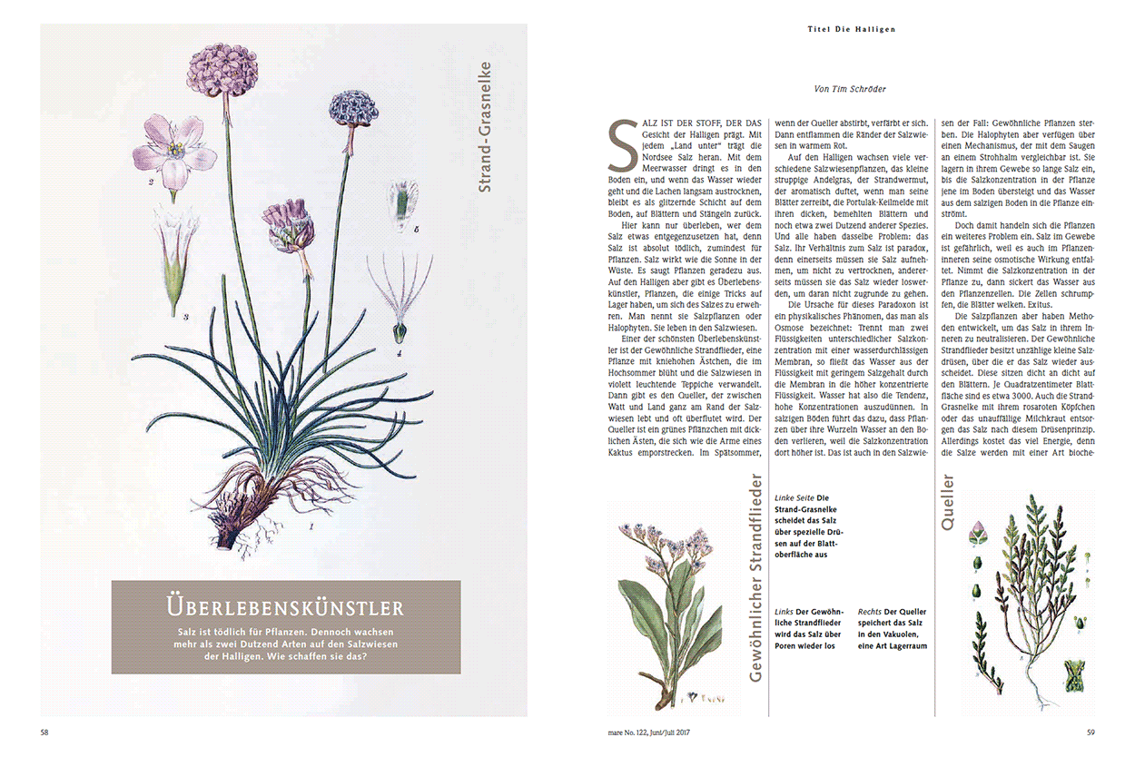 Überlebenskünstler