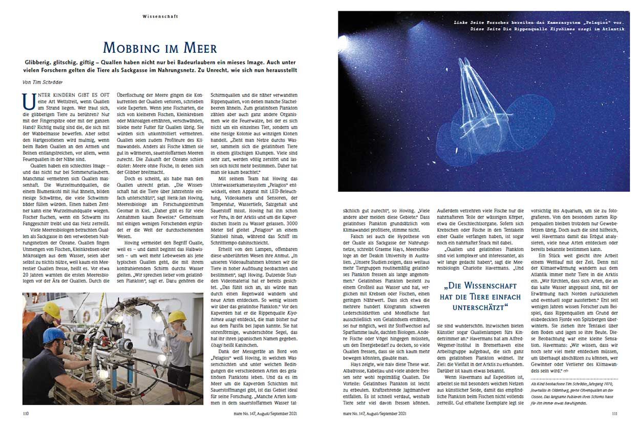 Mobbing im Meer