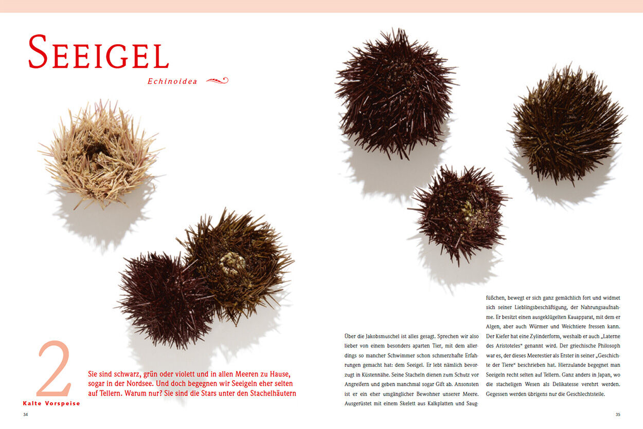 Seeigel