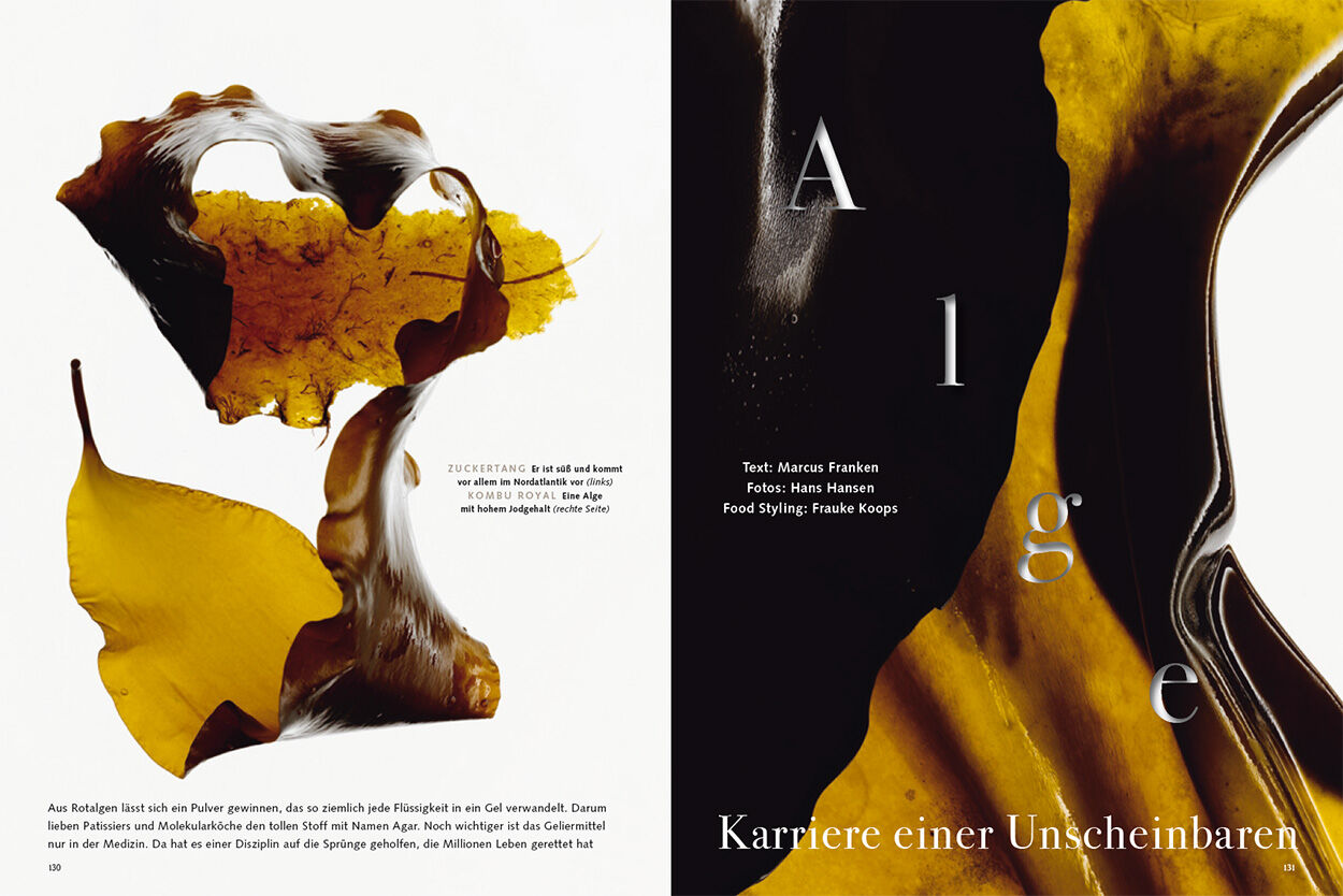 Alge – Karriere einer Unscheinbaren