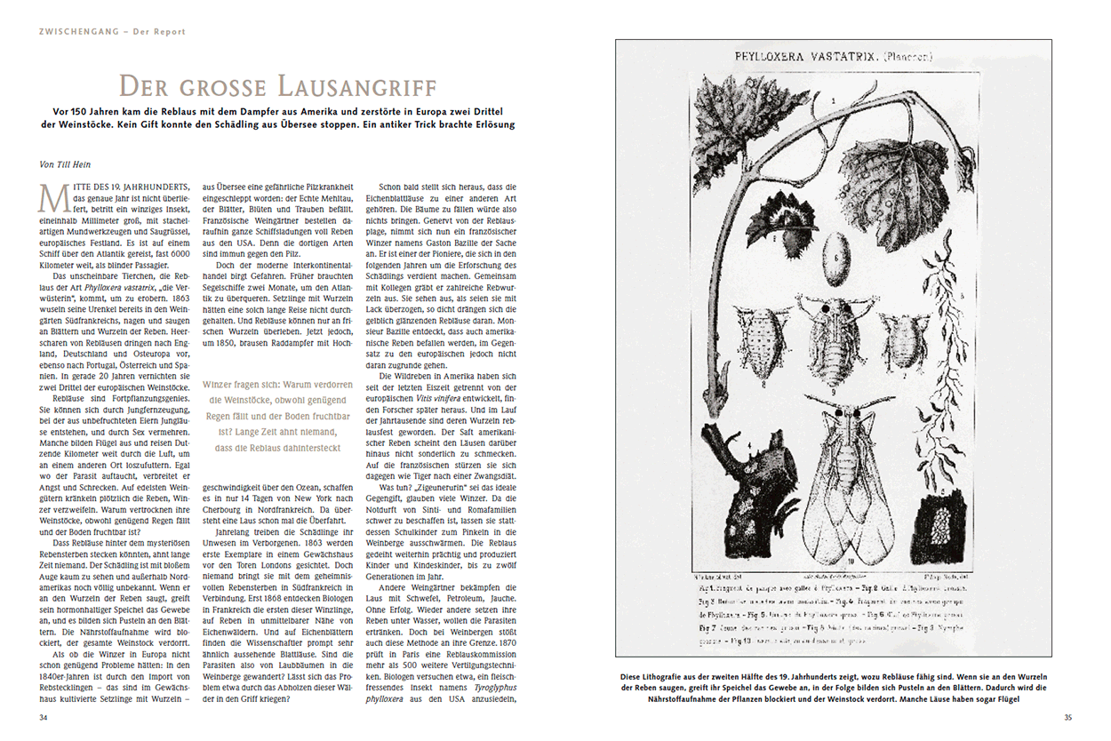 Der grosse Laus-Angriff